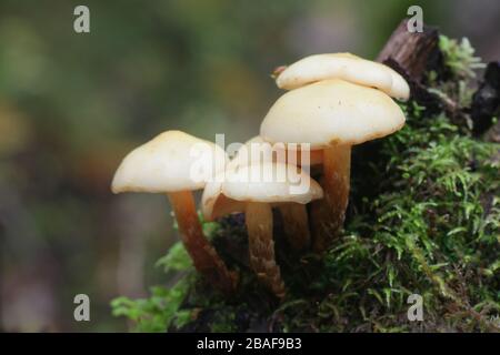 Pholiota Scalycap alnicola, wie Erle, wilde Pilze aus Finnland bekannt Stockfoto