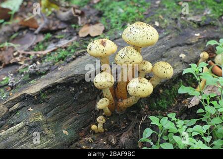 Pholiota alnicola, bekannt als Alder Scalycap, Wildpilze aus Finnland Stockfoto