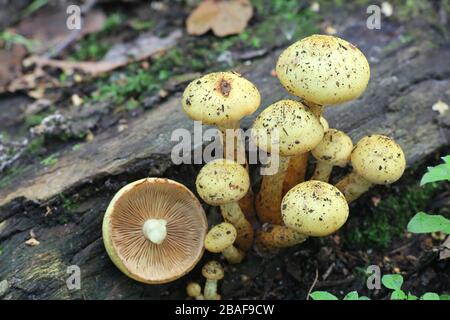 Pholiota Scalycap alnicola, wie Erle, wilde Pilze aus Finnland bekannt Stockfoto