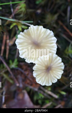 Lichenomphalie umbellifera, ein lichenisierter Pilz, der Heath Navel oder Lichten Agaric genannt wird, Wildpilze aus Finnland Stockfoto