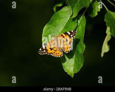 Eine gemalte Schmetterling (Vanessa cardui), die auf einem grünen Blatt ruht, sonniger Tag im Sommer Stockfoto