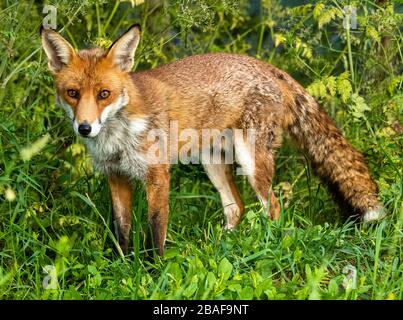 Rotfuchs im Grasland Stockfoto