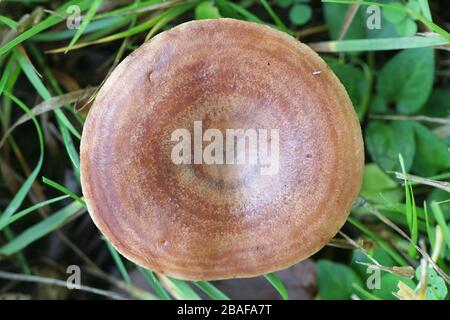 Lactarius quietus, bekannt als die Eiche, milkcap oakbug milkcap oder südlichen milkcap, Pilze aus Finnland Stockfoto