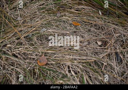 Trockenes Gras, Heu oder Strohhalm. Natürlicher Hintergrund. Grastextur. Stockfoto