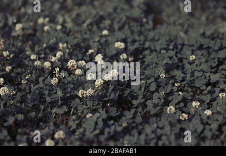 Romantischer Klee- oder Schamfelsenhintergrund. Nostalgische Verarbeitung, Vintage getönt, 35-mm-Stil. Natürliche Textur. Stockfoto