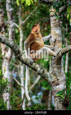 Männlich von Proboscis Monkey an einem Baum im wilden grünen Regenwald auf Borneo Island. Der Proboscis-Affe (Nasalis larvatus) oder Langnasenaffe, bekannt Stockfoto