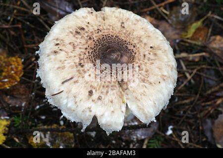 Macrolepiota procera, wie der Sonnenschirm Pilz bekannt, essbare Pilze aus Finnland Stockfoto