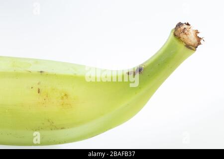 Grüne Banane auf weißem Hintergrund, Nahaufnahme Stockfoto