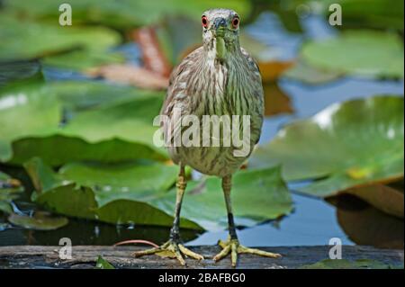 Juveniler, schwarz-bekrönter Reiher, der auf Teichlilienpolstern steht Stockfoto