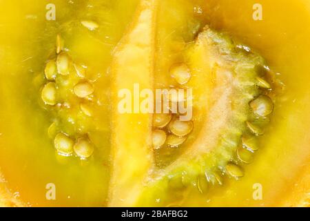 Lulo- oder Naranjillafrucht auf weißer, subtropischer mehrjähriger Pflanze des Nordwesten Südamerikas, Nahbild, Solanum quitoense Stockfoto