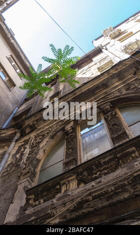 Zwei junge Bäume, die an einer Hausfassade in einem Innenhof wachsen, Knez-Mihailova, Belgrad, Serbien, Europa Stockfoto