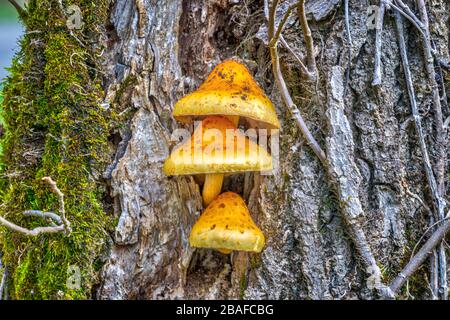 Horizontaler Nahschuss ungewöhnlicher und schöner Pilze, die auf einem Baumstamm wachsen. Kopierbereich. Stockfoto