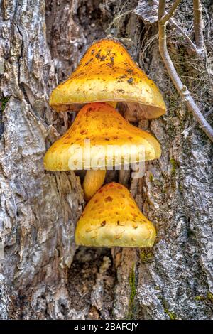 Vertikaler Nahschuss von drei ungewöhnlichen und schönen Pilzen, die am Stamm eines Baumes wachsen. Stockfoto