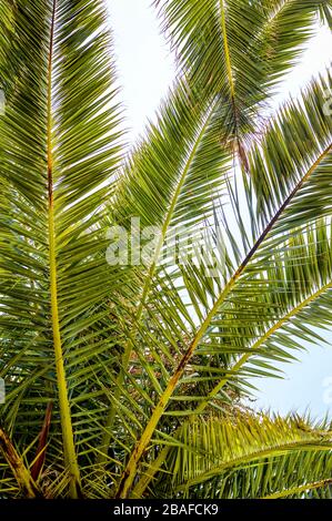 Grüne Blätter der Palme gegen blauen Himmel, untere Ansicht nah oben. Stockfoto