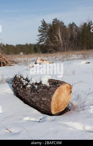 holzlochholz auf der Winterwiese Stockfoto