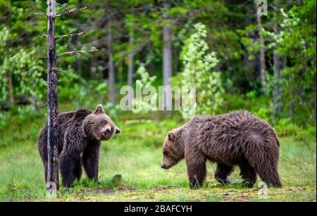 Braunbären am Sumpf im Sommerwald. Wissenschaftlicher Name: Ursus arctos. Natürlicher Lebensraum. Stockfoto