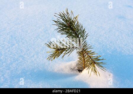 Kiefernspröte auf dem Winterfeld Stockfoto