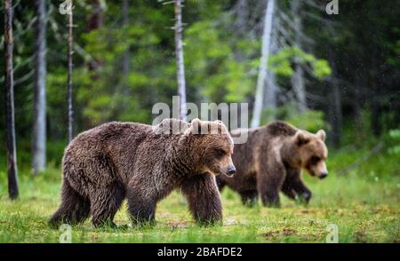 Im Sommerwald wandern Braunbären auf dem Sumpf. Wissenschaftlicher Name: Ursus arctos. Natürlicher Lebensraum. Stockfoto