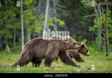 Im Sommerwald wandern Braunbären auf dem Sumpf. Wissenschaftlicher Name: Ursus arctos. Natürlicher Lebensraum. Stockfoto