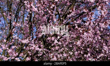 Geblühter Kirschbaum an einem Frühlingstag Stockfoto