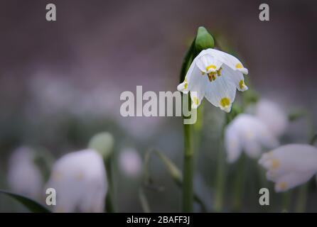 Der Frühling kommt mit schöner weißer Schneeflockenblume Stockfoto