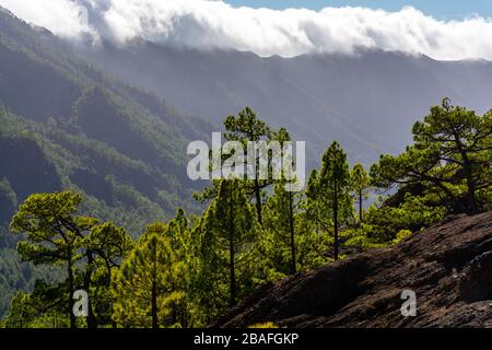 Phänomen des Wolken-Wasserfalls auf der Insel La Palma, Spanien in der Nähe des Aussichtspunkts Cumbrecita in der Caldera de Taburiente Stockfoto