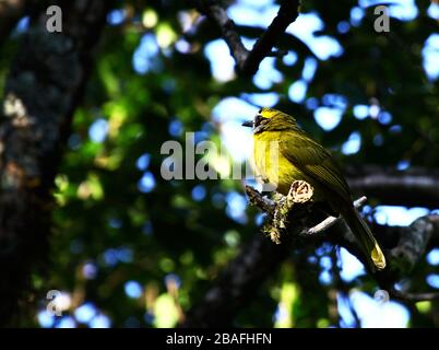 Gelber Eared Bulbuul Stockfoto