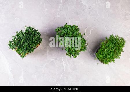 Eine microgreen ist ein junges Gemüse grün. Eine microgreen oder Sprossen in Kunststoffkästen sind rohe Leben sprießen Gemüse aus hochwertigem Organisationen gekeimt Stockfoto