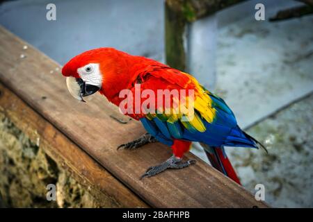 Scharlachrote Makaw in Parrot in einem Park in Cartagena, Kolumbien Stockfoto