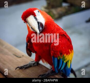 Scharlachrote Makaw in Parrot in einem Park in Cartagena, Kolumbien Stockfoto