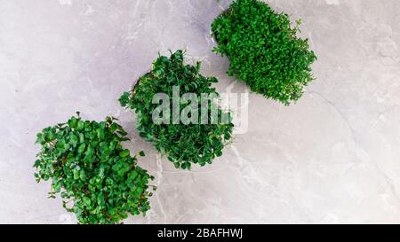 Eine microgreen ist ein junges Gemüse grün. Eine microgreen oder Sprossen in Kunststoffkästen sind rohe Leben sprießen Gemüse aus hochwertigem Organisationen gekeimt Stockfoto