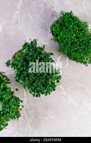 Eine microgreen ist ein junges Gemüse grün. Eine microgreen oder Sprossen in Kunststoffkästen sind rohe Leben sprießen Gemüse aus hochwertigem Organisationen gekeimt Stockfoto