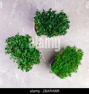 Eine microgreen ist ein junges Gemüse grün. Eine microgreen oder Sprossen in Kunststoffkästen sind rohe Leben sprießen Gemüse aus hochwertigem Organisationen gekeimt Stockfoto