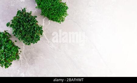 Eine microgreen ist ein junges Gemüse grün. Eine microgreen oder Sprossen in Kunststoffkästen sind rohe Leben sprießen Gemüse aus hochwertigem Organisationen gekeimt Stockfoto