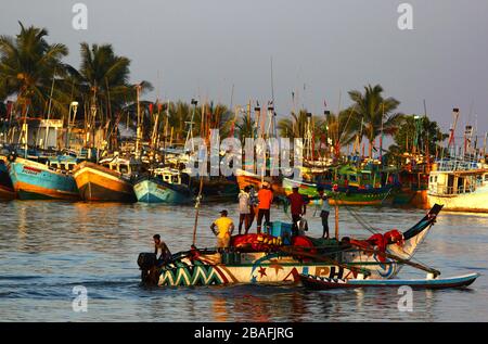 Walbeobachtungsfahrt in Sri Lanka Stockfoto