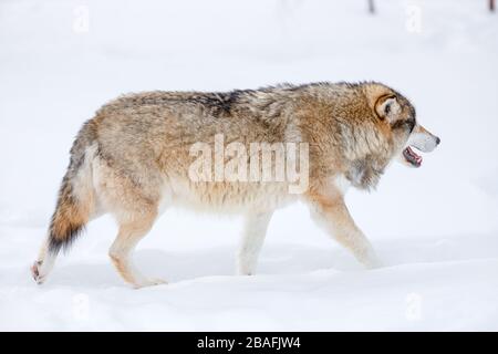 Canis Lupus spazieren im kalten Winter auf Schnee Stockfoto