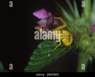 Gelbe Krabbenspinne frisst Fliege Stockfoto