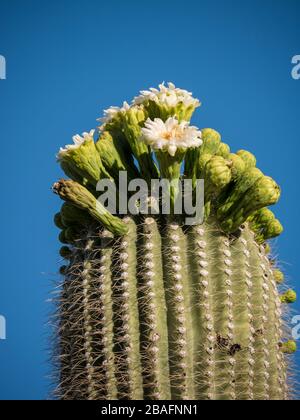 Saguaro Blossoms, Lost Dutchman State Park, Apache Junction, Arizona. Stockfoto