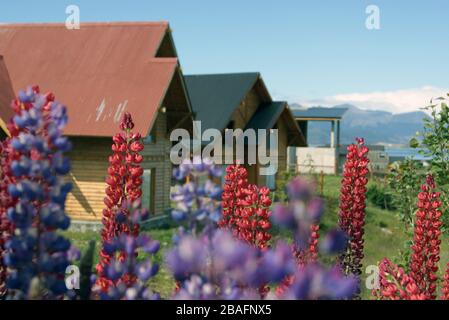 Lupimus Blumen, in Farbe und Schönheit, färben die einzigartige Stadt Ushuaia, Argentinien, am Ende der Welt. Stockfoto