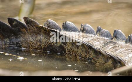 MONTES AZULES NATURHEILIGTUM, CHIAPAS/MEXIKO - 17. MAI 2019. Schwanz des Krokodils einer erwachsenen Morelette (Crocodylus moreletii). Lacantun River. Stockfoto