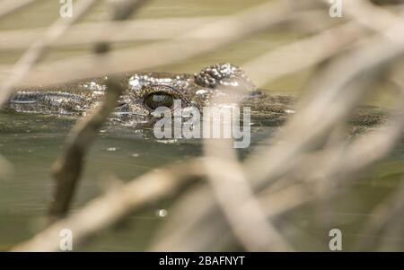 MONTES AZULES NATURHEILIGTUM, CHIAPAS/MEXIKO - 17. MAI 2019. Das Auge eines Krokodils der erwachsenen Morelette (Crocodylus moreletii). Lacantun River. Stockfoto