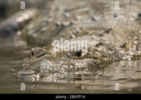 MONTES AZULES NATURHEILIGTUM, CHIAPAS/MEXIKO - 17. MAI 2019. Frontale Ansicht des Krokodils einer erwachsenen Morelette (Crocodylus moreletii). Lacantun River. Stockfoto