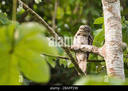 MONTES AZULES NATURHEILIGTUM, CHIAPAS/MEXIKO - 16. MAI 2019. Potoo (Nyctibius griseus) ruht tagsüber am Ufer des Flusses Lacantun. Stockfoto