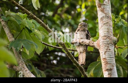 MONTES AZULES NATURHEILIGTUM, CHIAPAS/MEXIKO - 16. MAI 2019. Potoo (Nyctibius griseus) ruht tagsüber am Ufer des Flusses Lacantun. Stockfoto