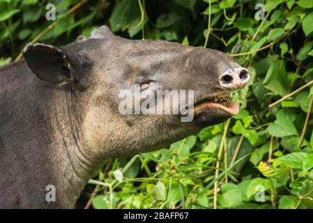 MONTES AZULES NATURHEILIGTUM, CHIAPAS/MEXIKO - 17. MAI 2019. Bairds Tapir (Tapirus bairdii). Dieses imprägnierte Weibchen wurde von einem Raubtier angegriffen. Stockfoto