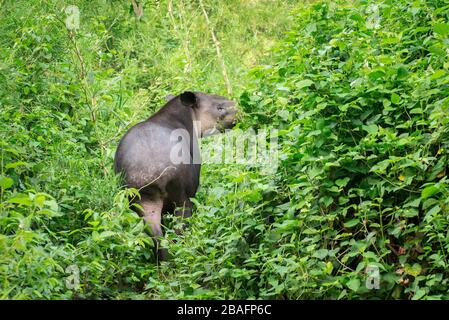 MONTES AZULES NATURHEILIGTUM, CHIAPAS/MEXIKO - 17. MAI 2019. Bairds Tapir (Tapirus bairdii). Dieses imprägnierte Weibchen wurde von einem Raubtier angegriffen. Stockfoto