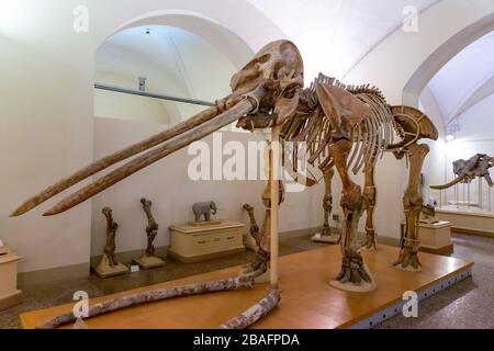 Florenz, Italien - 13. August 2019: Skelett eines Anancus arvernensis, eines prähistorischen Mastodons mit dem Spitznamen Pippo, das in der Toskana im Jahr 1825 gefunden wurde Stockfoto