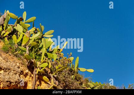 Stacheliger Pear Cactus in Lagos, Portugal, über blauem Himmel Stockfoto