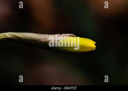 Wundervoll blütendes gelbes Daffodilmakro auf einem verschwommenen braunen Hintergrund Stockfoto