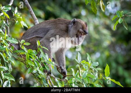 Long Tailed Macaque, auch bekannt als die Krabbe, die Makaque, Macaca fascicularis, im Regenwald von Borneo, Malaysia, Asien isst. Stockfoto